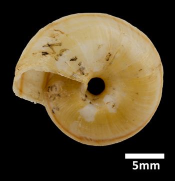 Media type: image;   Malacology 169402 Aspect: basal